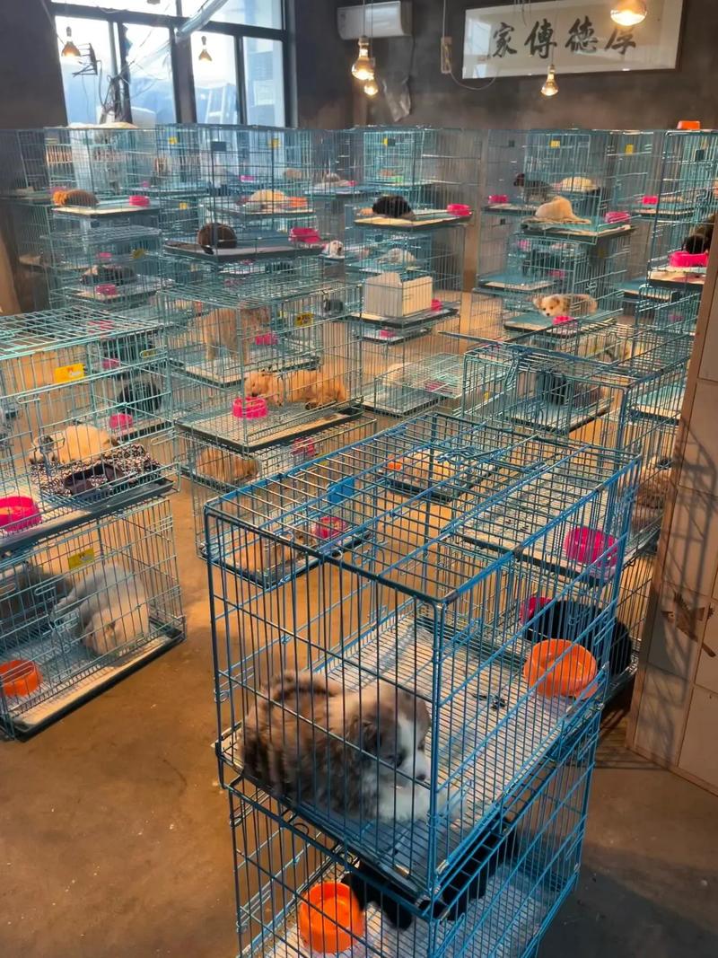 泸州大型宠物猫狗市场来了 探访泸州最大宠物市场与猫市狗市